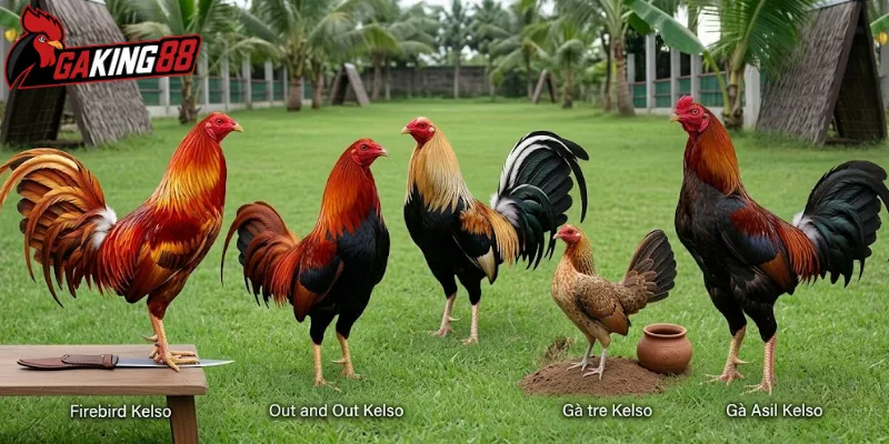 4 dòng nhánh nổi bật nhất thuộc hệ gà Mỹ Kelso