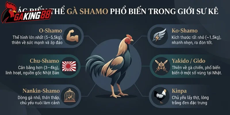 Các biến thể gà Shamo phổ biến trong giới sư kê