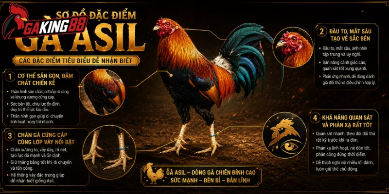 Các đặc điểm tiêu biểu của gà Asil dễ nhận biết