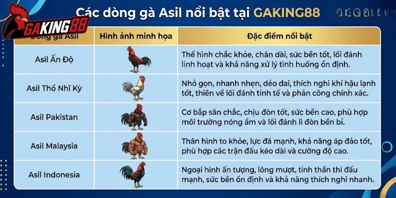 Các dòng gà Asil nổi bật tại GAKING88