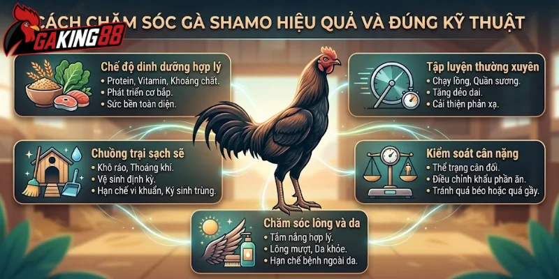 Cách chăm sóc gà Shamo hiệu quả và đúng kỹ thuật