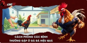 Cách Phòng Các Bệnh Thường Gặp Ở Gà Đá Hiệu Quả