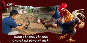 Cách Vần Hơi, Vần Đòn Cho Gà Đá Đúng Kỹ Thuật
