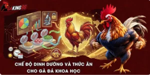 Chế Độ Dinh Dưỡng Và Thức Ăn Cho Gà Đá Khoa Học
