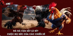 Đá Gà Cựa Sắt Là Gì? Cuộc Đọ Sức Của Các Chiến Kê