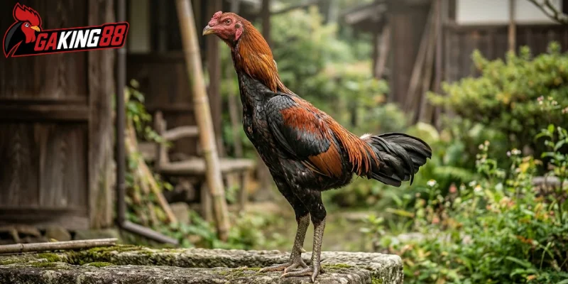 Đôi nét về gà Shamo