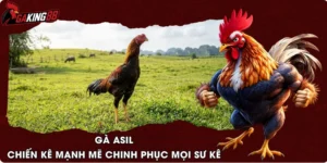 Gà Asil - Chiến Kê Mạnh Mẽ Chinh Phục Mọi Sư Kê