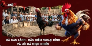 Gà Cao Lãnh - Đặc Điểm Ngoại Hình Và Lối Đá Thực Chiến