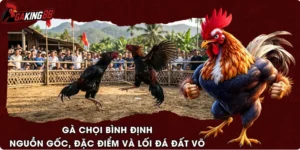 Gà Chọi Bình Định - Nguồn Gốc, Đặc Điểm Và Lối Đá Đất Võ