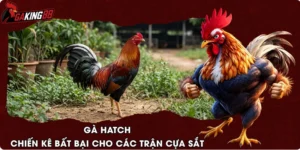 Gà Hatch – Chiến Kê Bất Bại Cho Các Trận Cựa Sắt