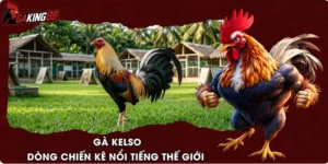 Gà Kelso – Dòng Chiến Kê Nổi Tiếng Thế Giới