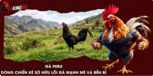Gà Peru – Dòng Chiến Kê Sở Hữu Lối Đá Mạnh Mẽ Và Bền Bỉ
