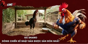 Gà Shamo - Dòng Chiến Kê Nhật Bản Được Săn Đón Nhất