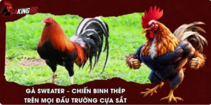 Gà Sweater – Chiến Binh Thép Trên Mọi Đấu Trường Cựa Sắt