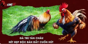 Gà Tre Tân Châu - Nét Đẹp Độc Bản Đầy Cuốn Hút