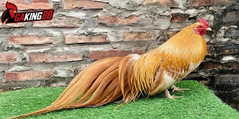 Giá trị nổi bật của gà tre Tân Châu trong giới gà cảnh