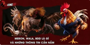 Meron, Wala, BDD Là Gì Và Những Thông Tin Cần Nắm