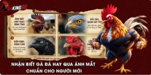 Nhận Biết Gà Đá Hay Qua Ánh Mắt Chuẩn Cho Người Mới