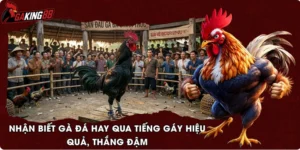 Nhận Biết Gà Đá Hay Qua Tiếng Gáy Hiệu Quả, Thắng Đậm