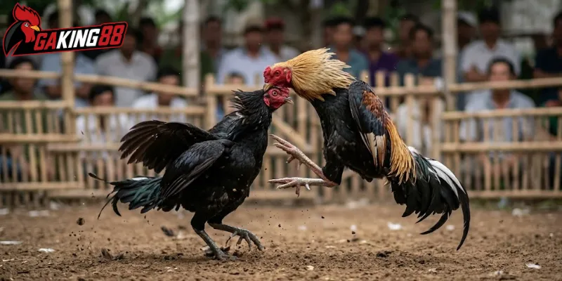 Phong cách thi đấu khác biệt làm nên tên tuổi gà Kelso
