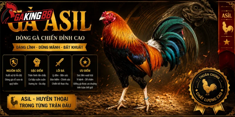 Thông tin cơ bản về gà Asil
