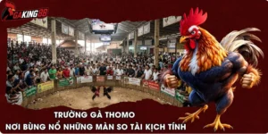 Trường Gà Thomo – Nơi Bùng Nổ Những Màn So Tài Kịch Tính