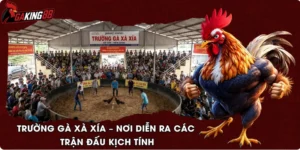 Trường Gà Xà Xía – Nơi Diễn Ra Các Trận Đấu Kịch Tính